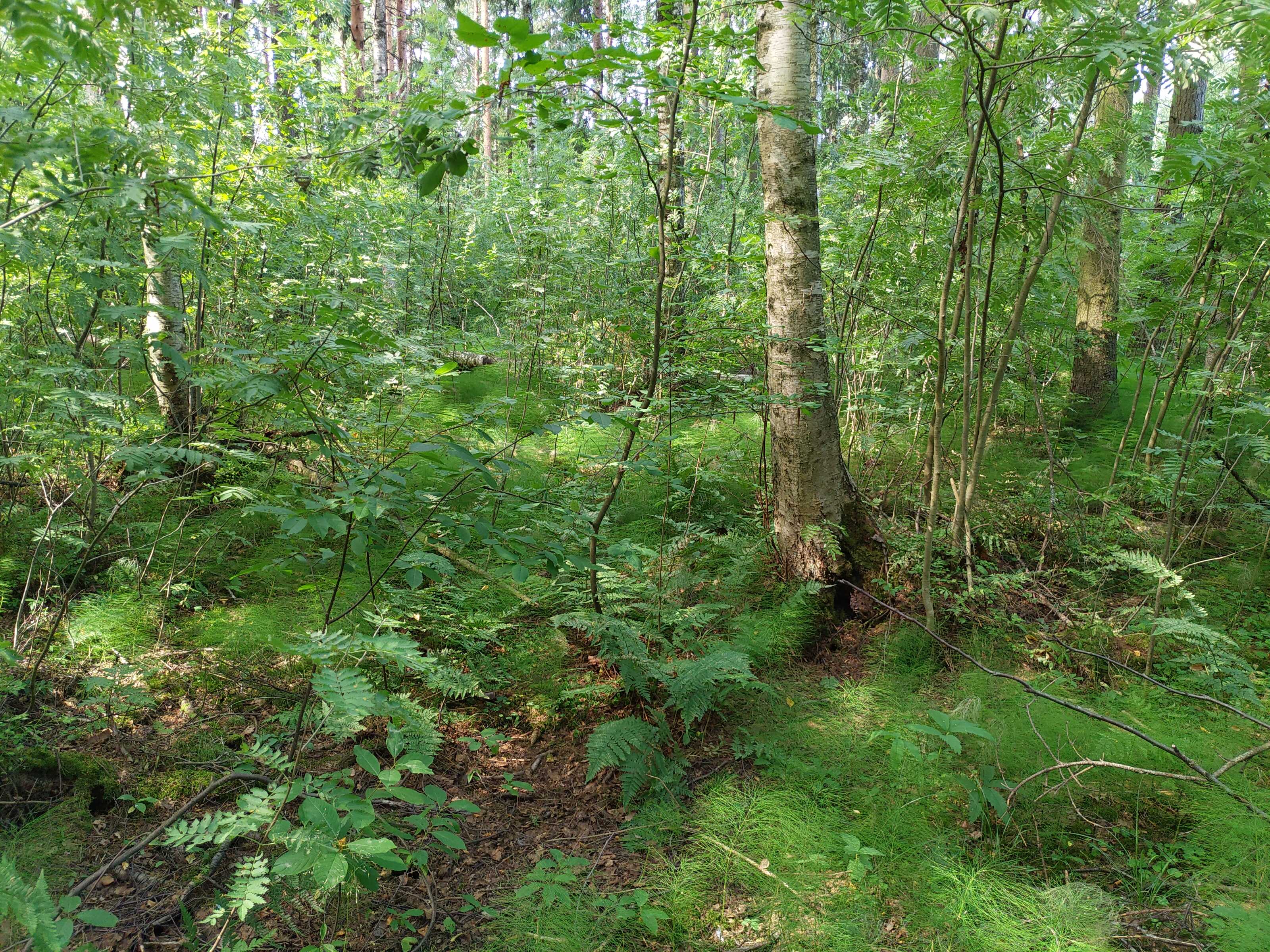 Kuva kohteesta v. 2021