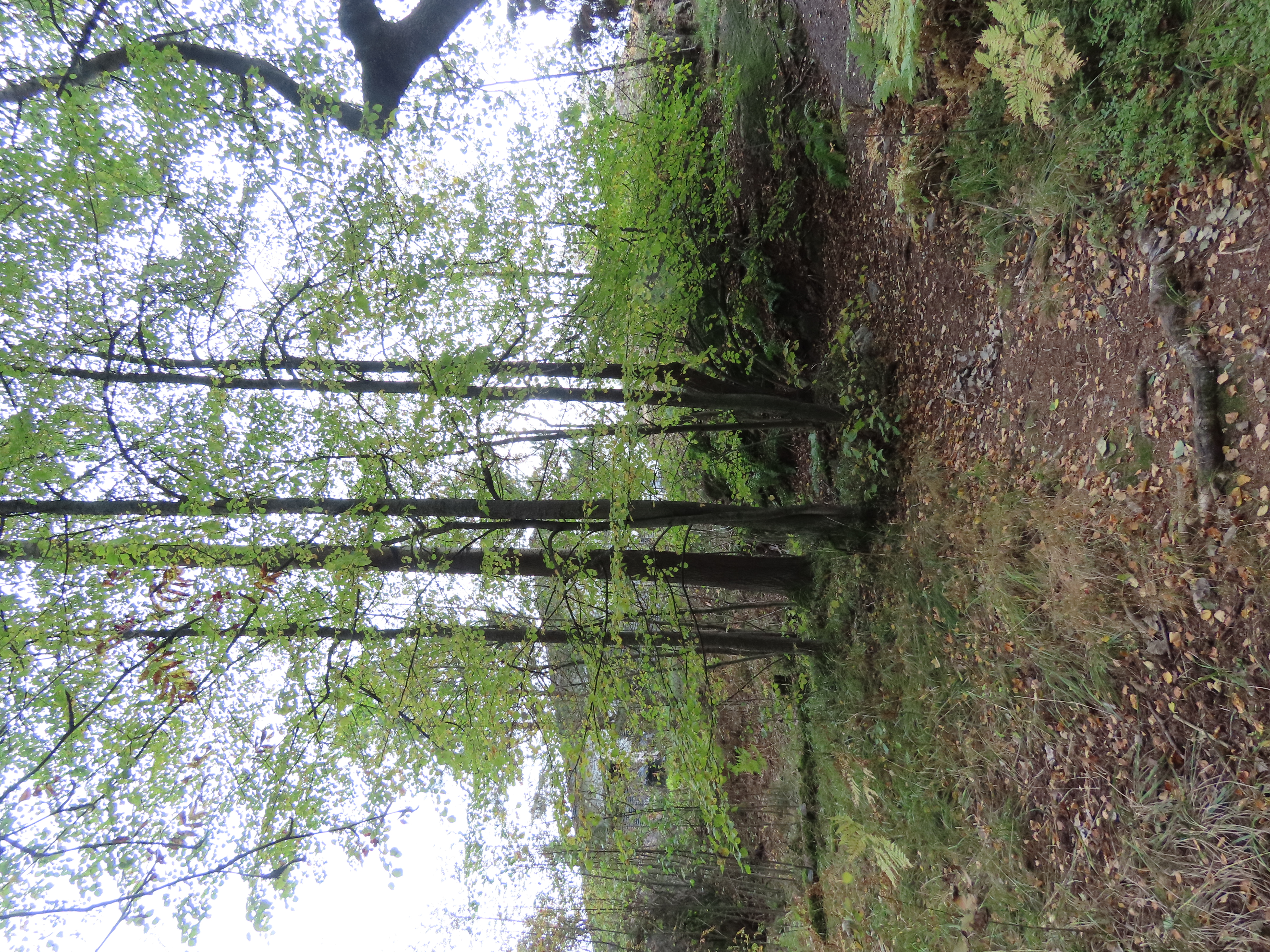 Kuva kohteesta v. 2021