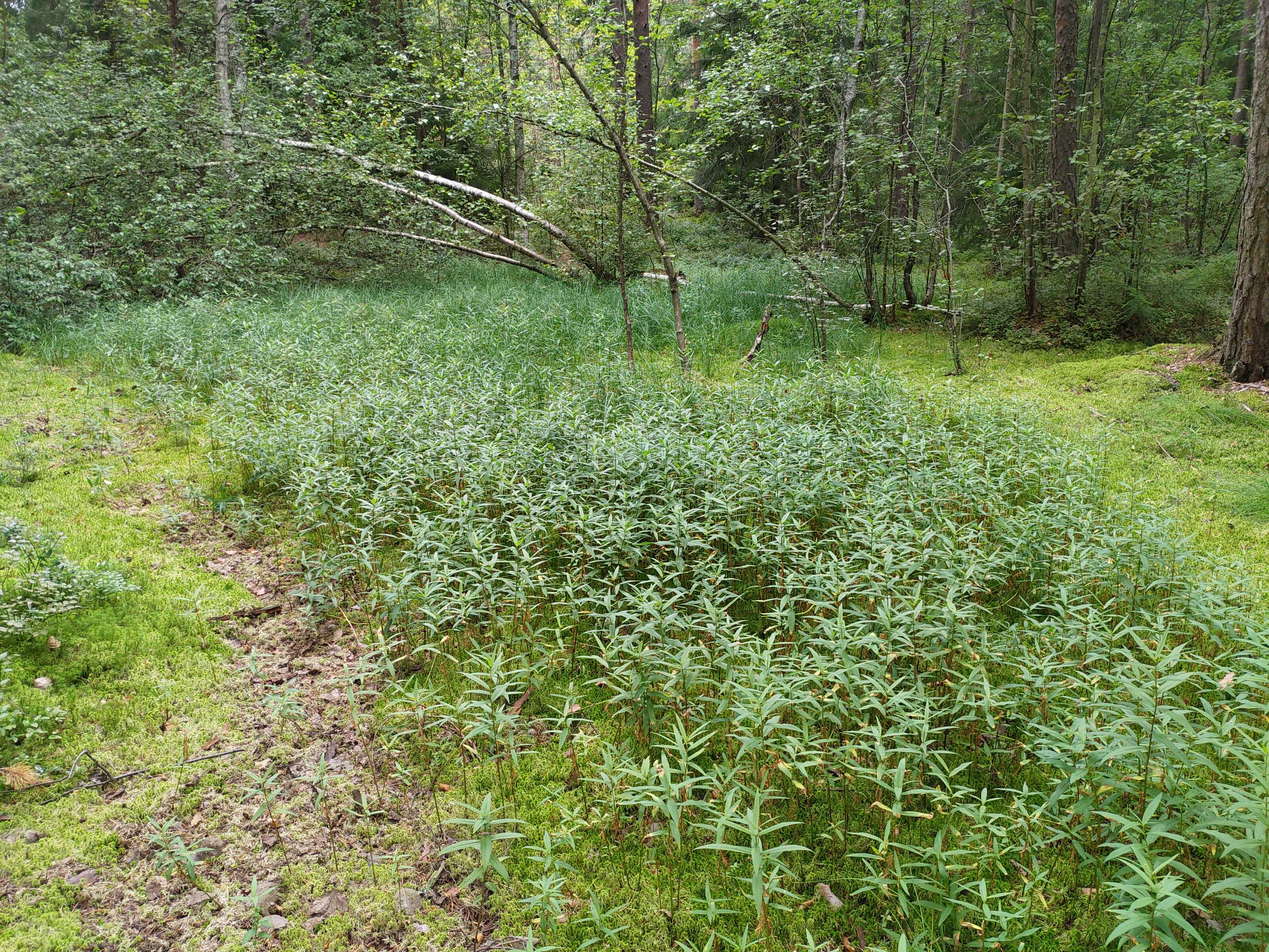 Kuva kohteesta v. 2021