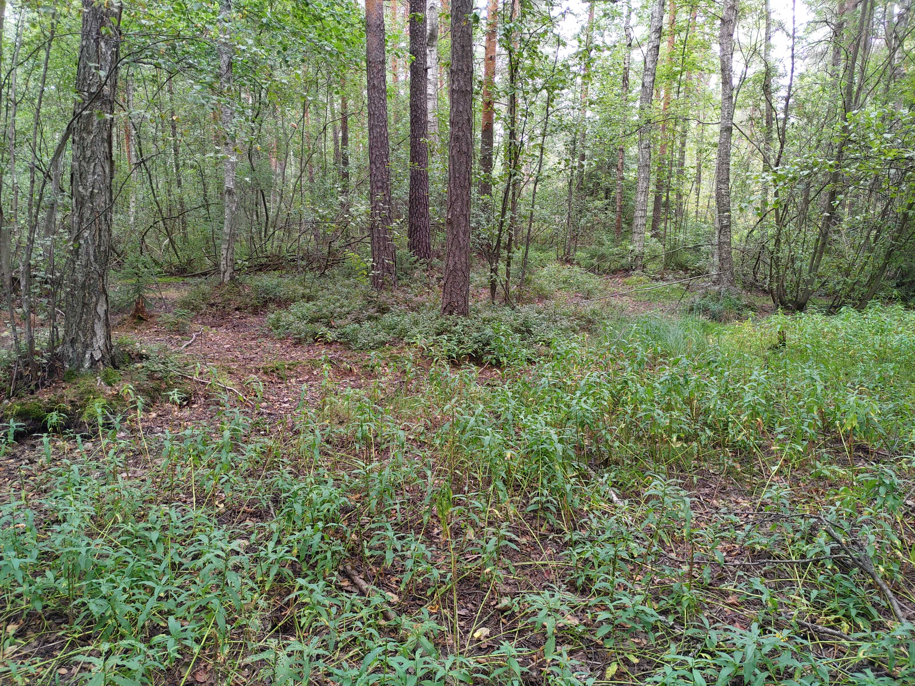 Kuva kohteesta v. 2021