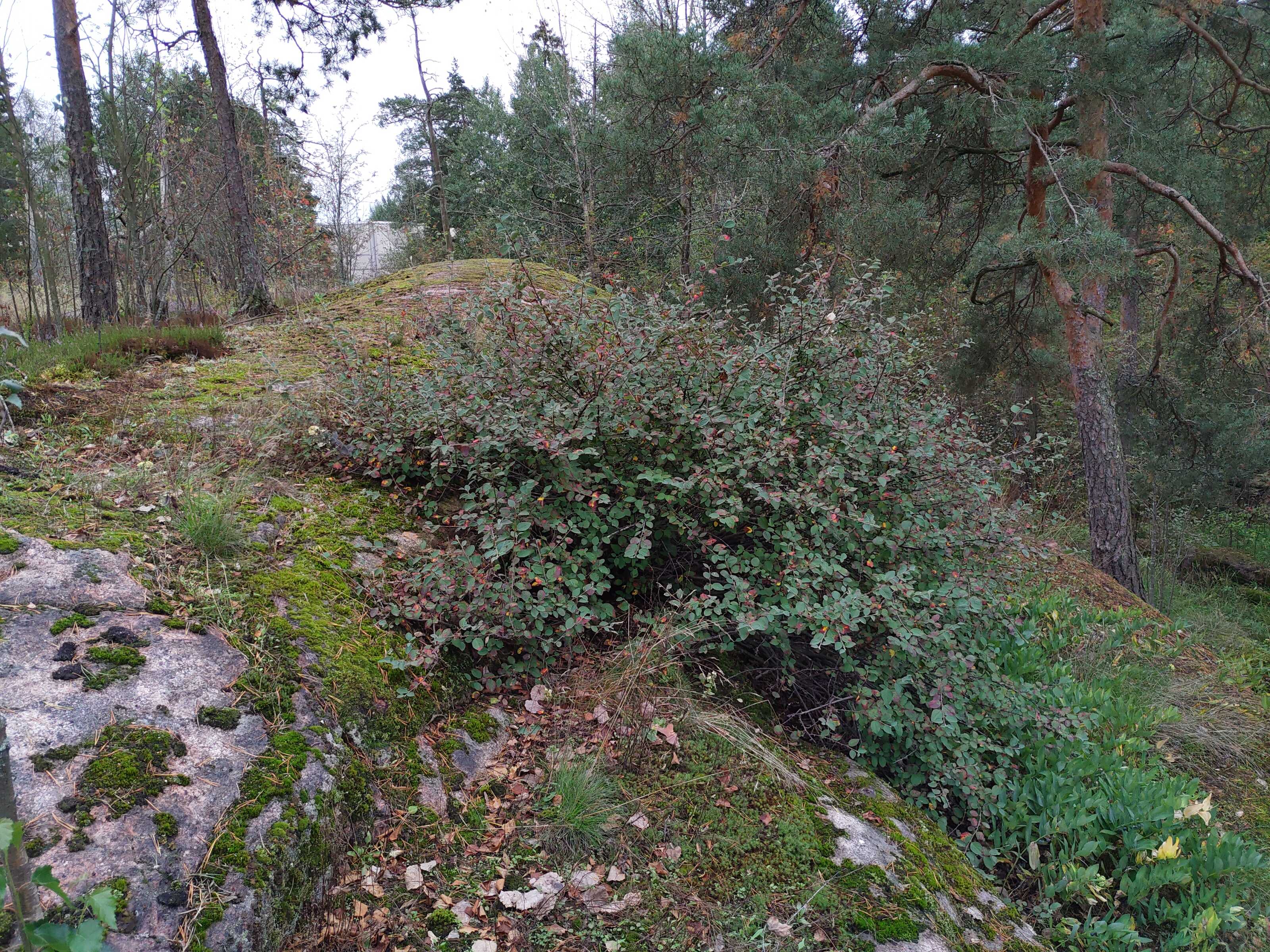 Kuva kohteesta v. 2021