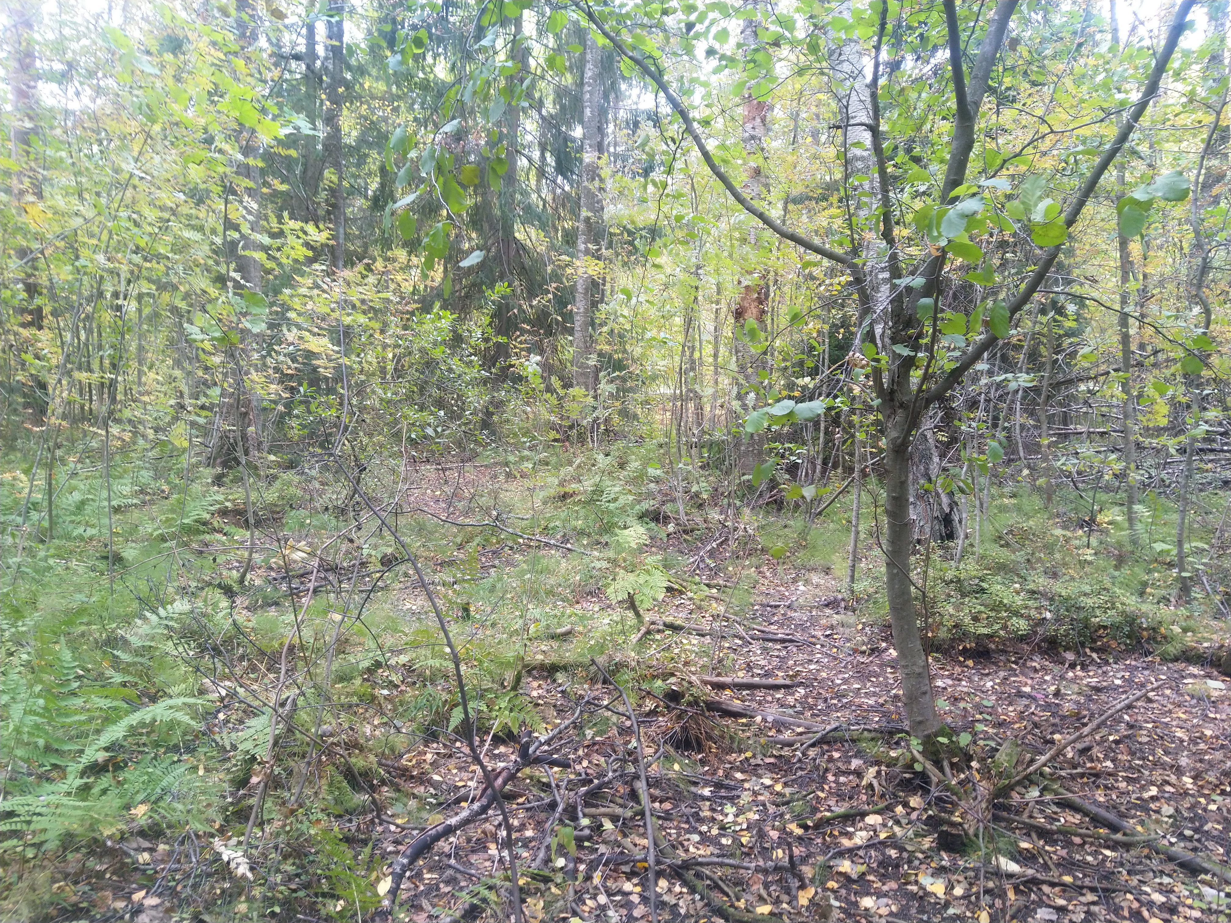 Kuva kohteesta v. 2021