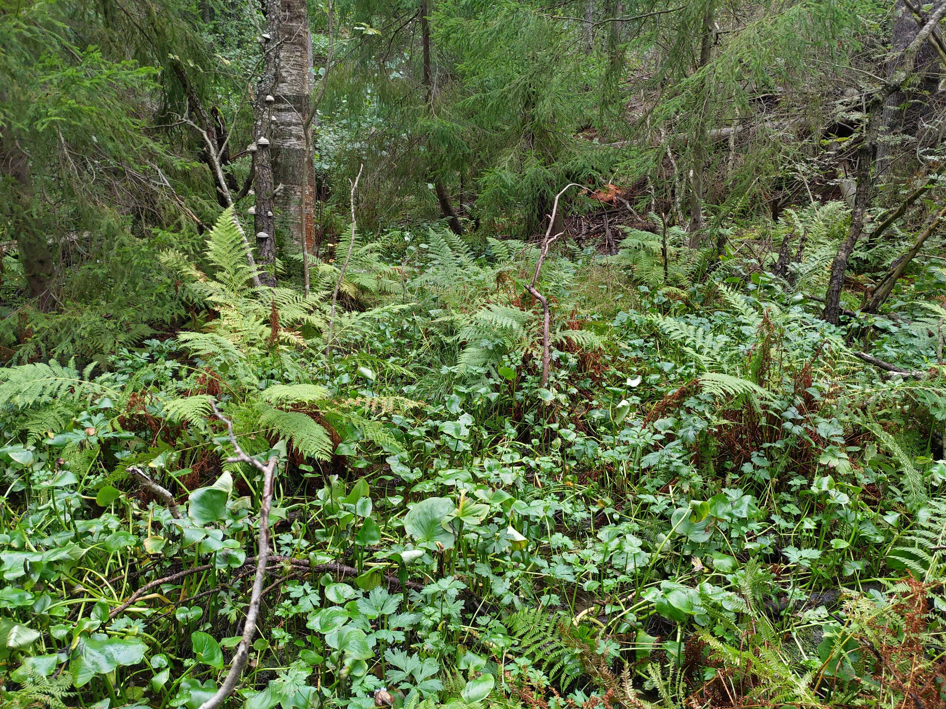 Kuva kohteesta v. 2021