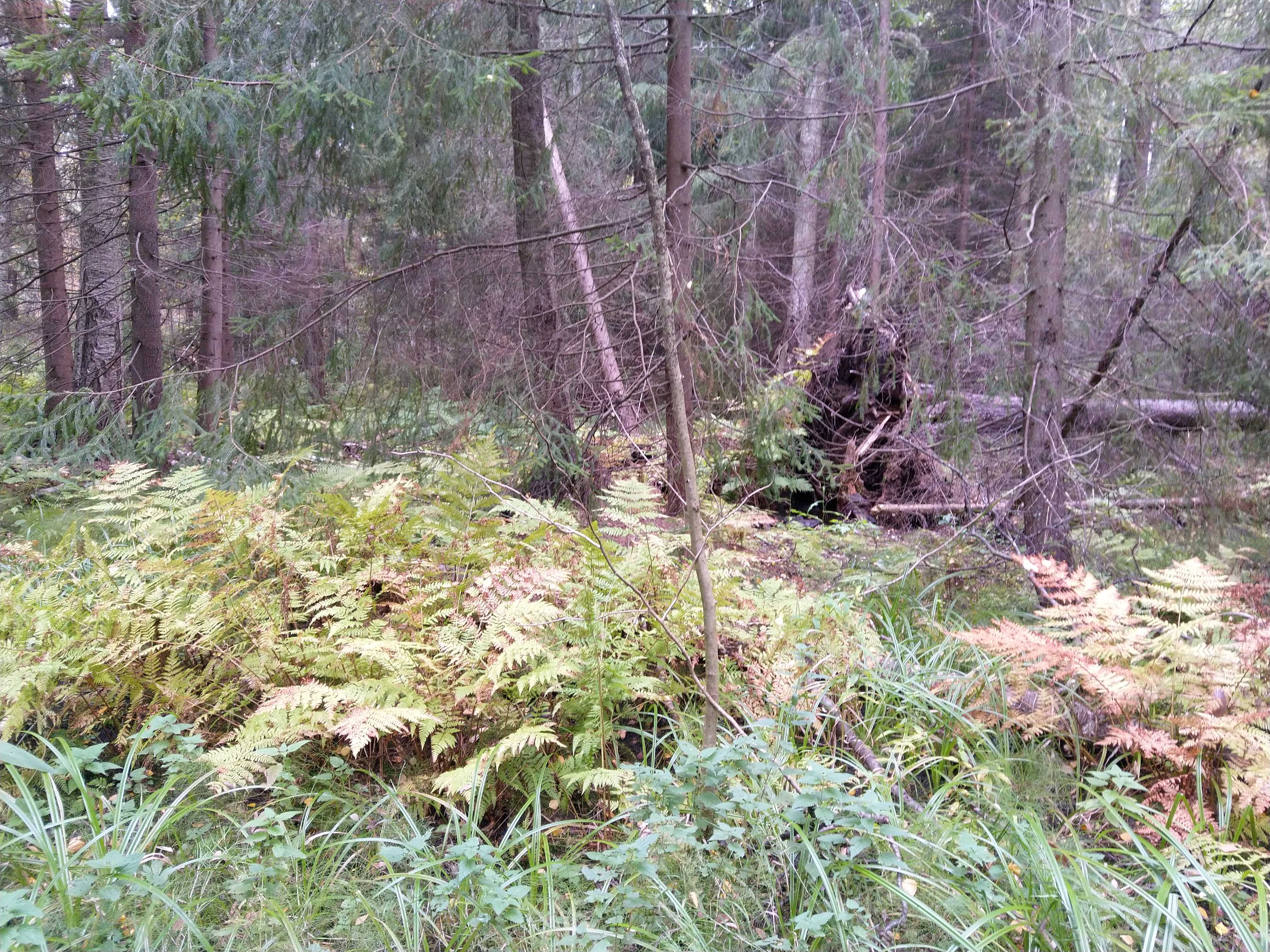 Kuva kohteesta v. 2021