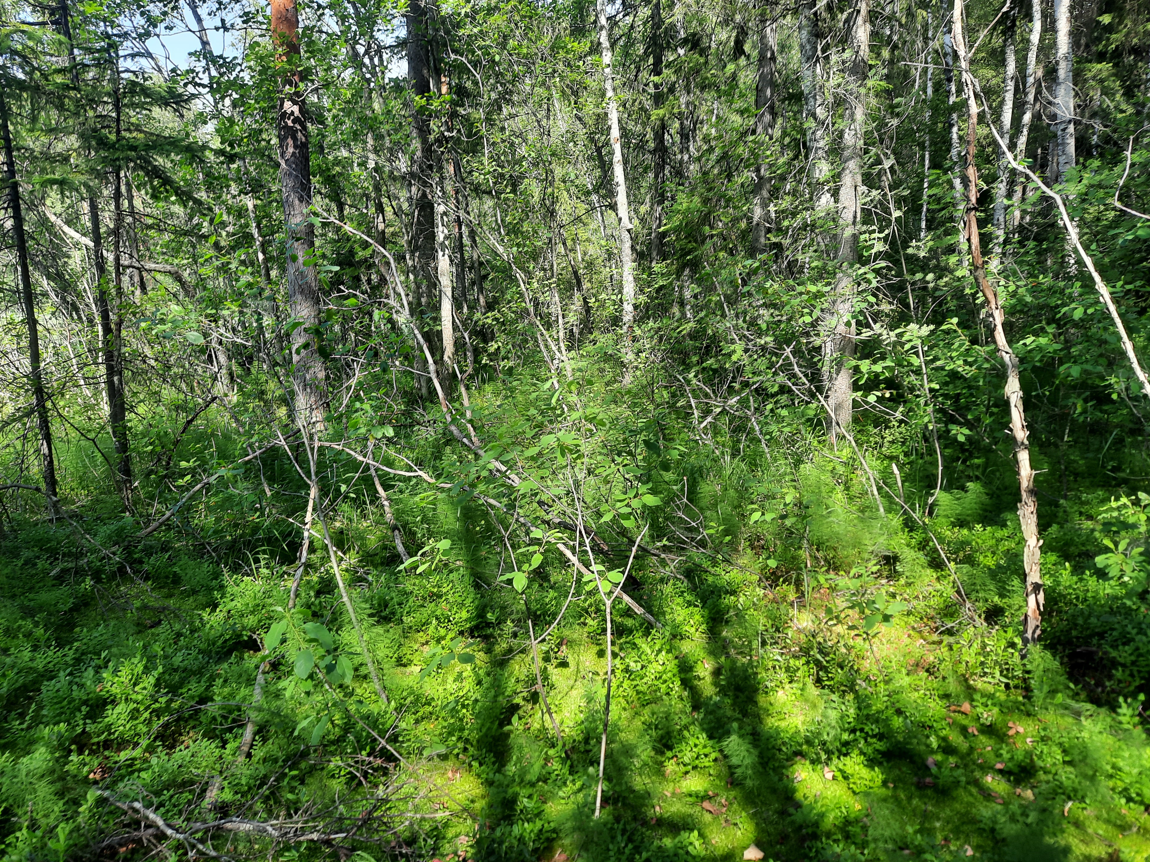 Kuva kohteesta v. 2022