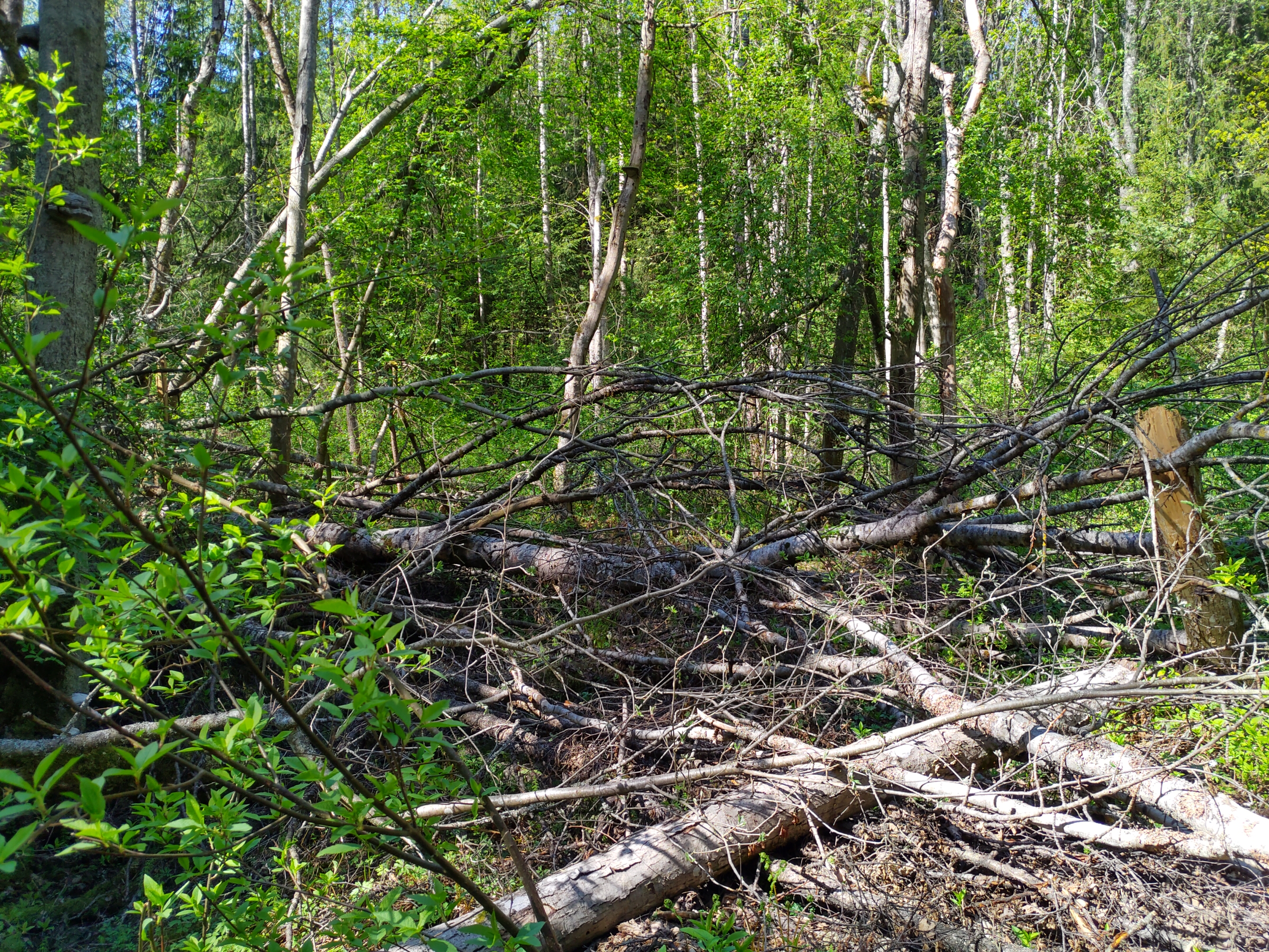 Kuva kohteesta v. 2022