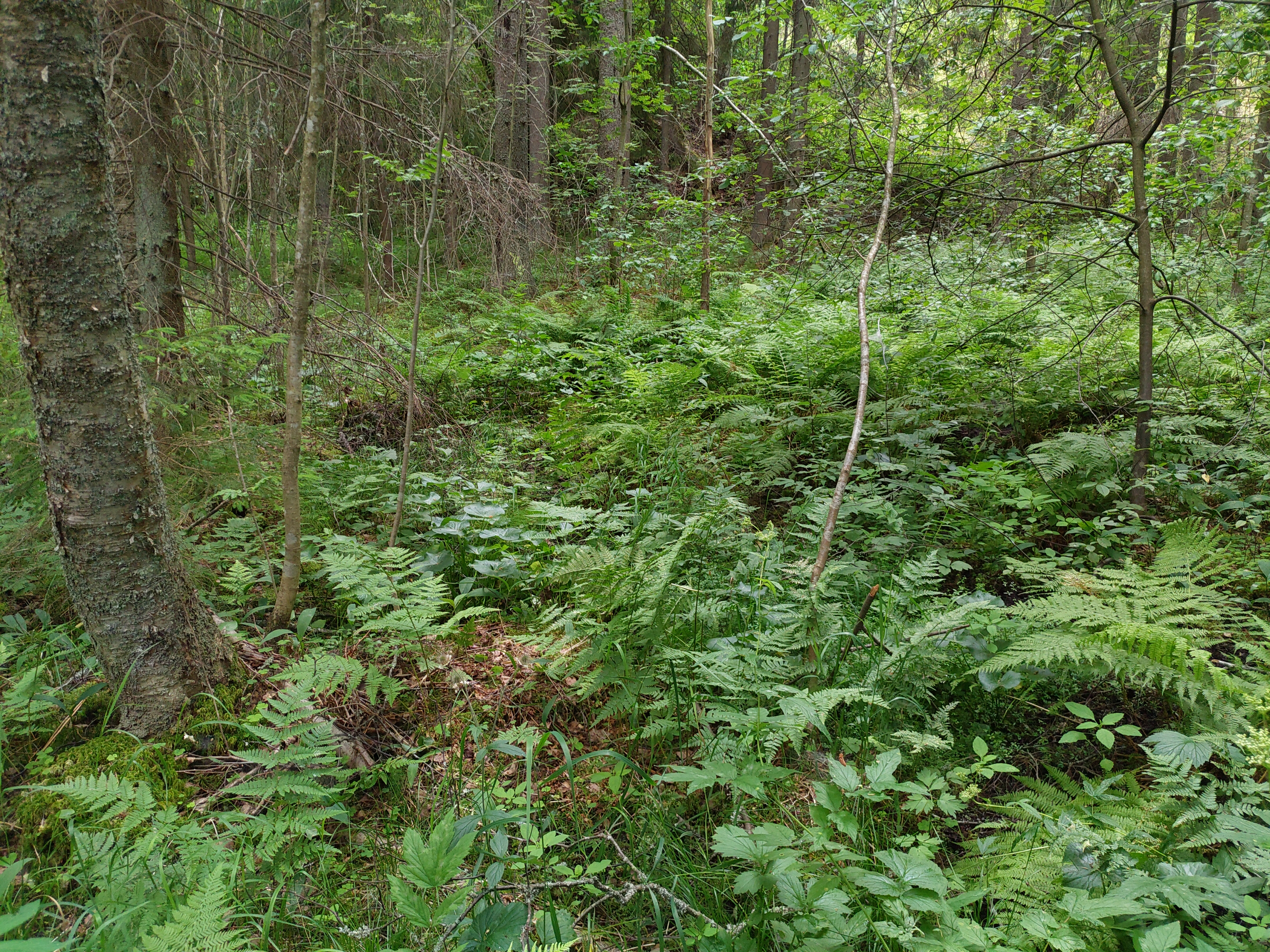 Kuva kohteesta v. 2022