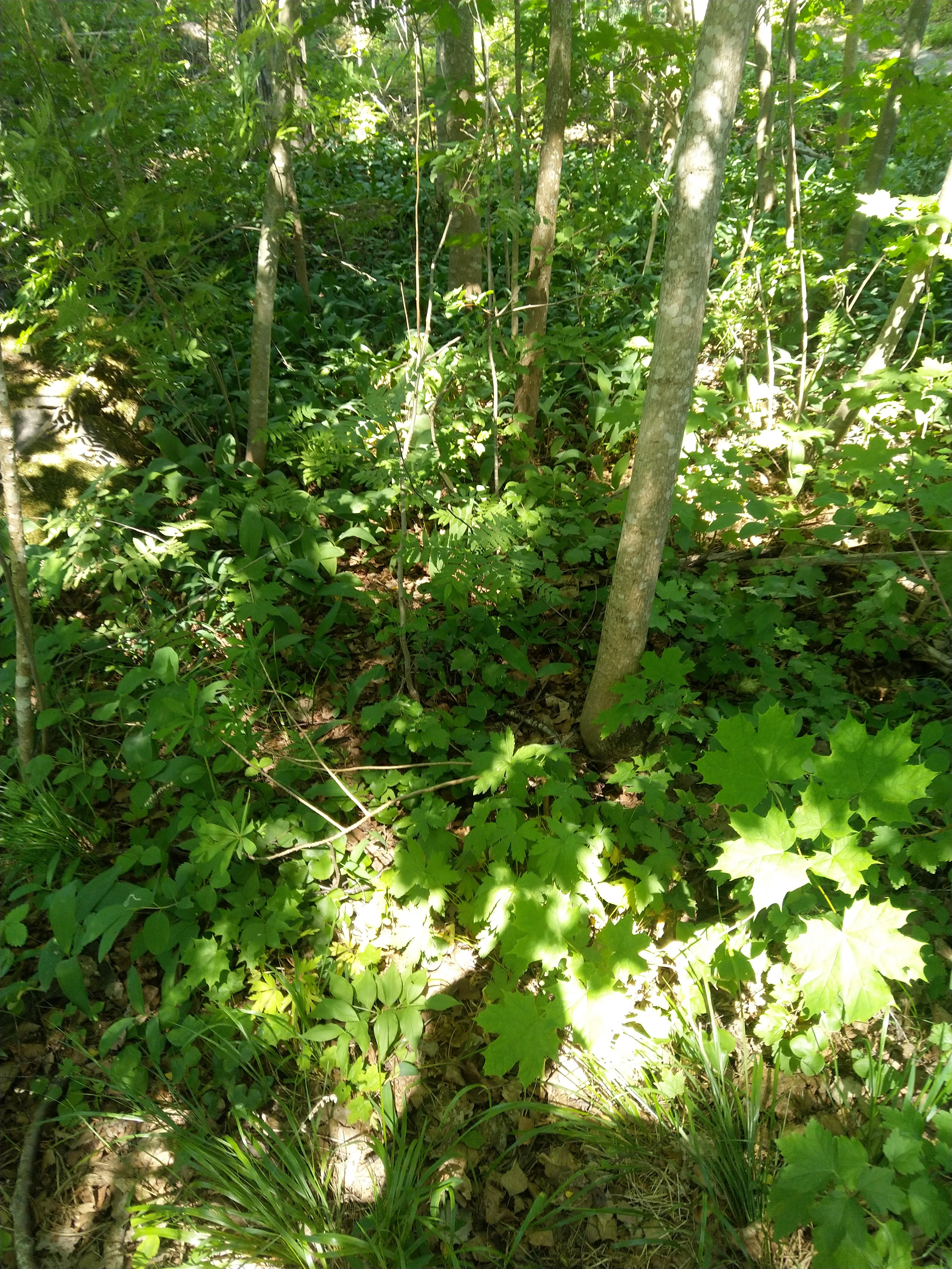 Kuva kohteesta v. 2022