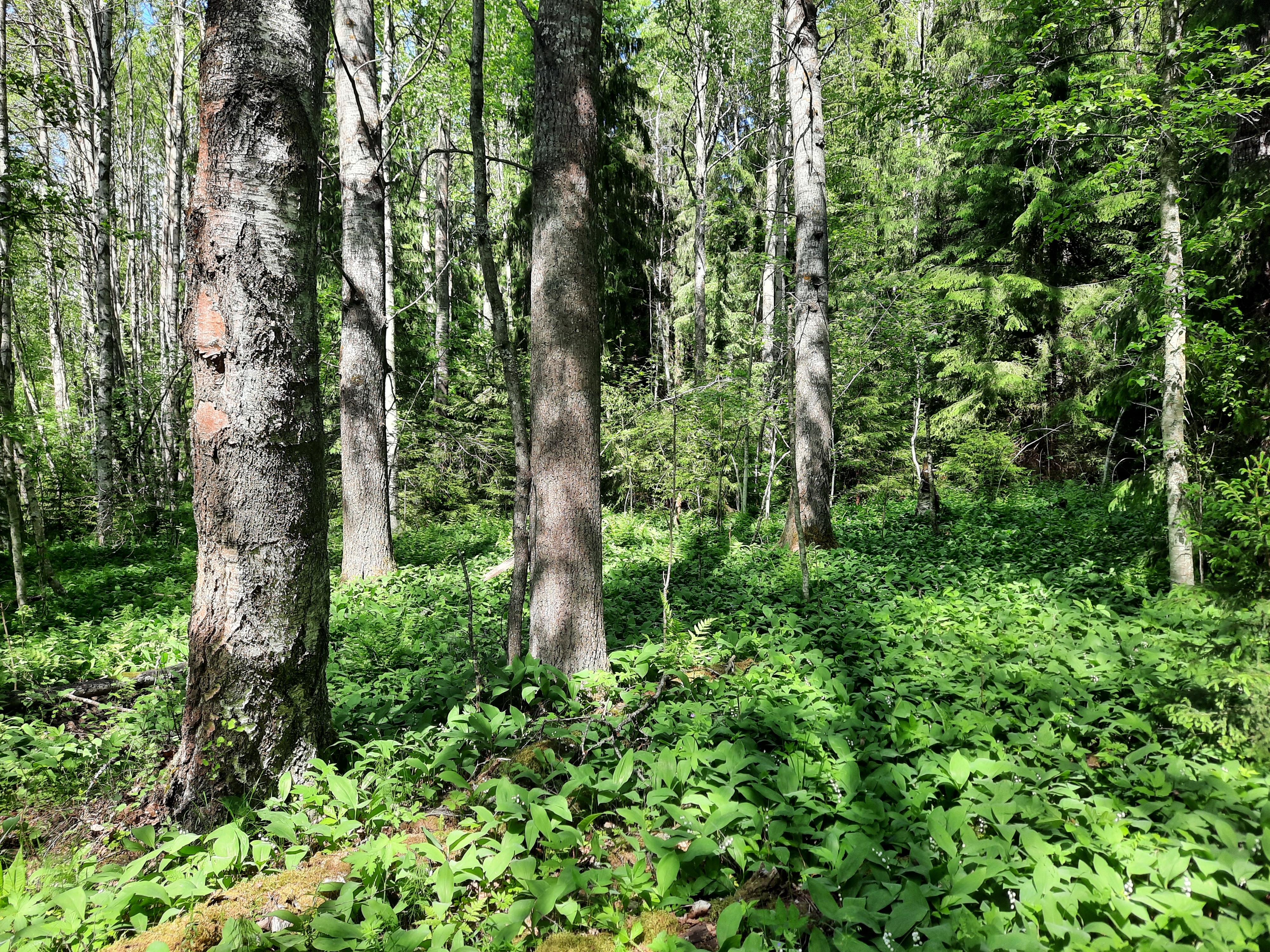 Kuva kohteesta v. 2023