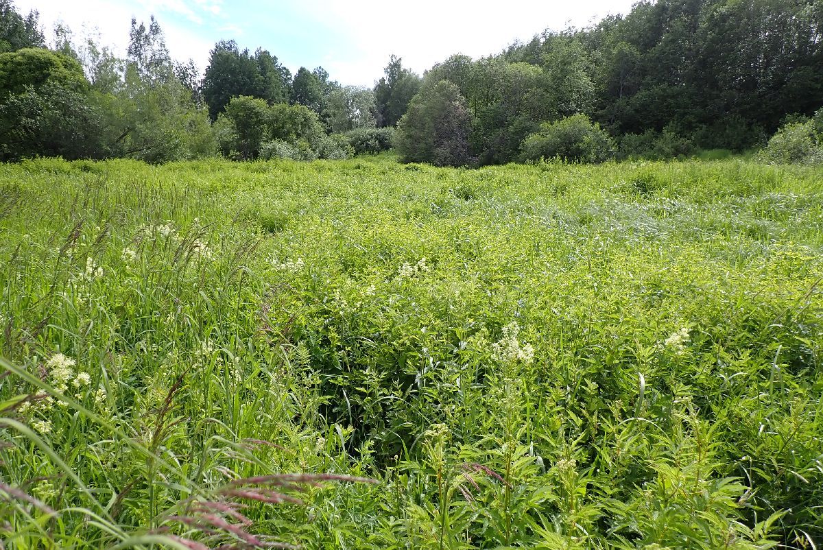 Kuva kohteesta v. 2024