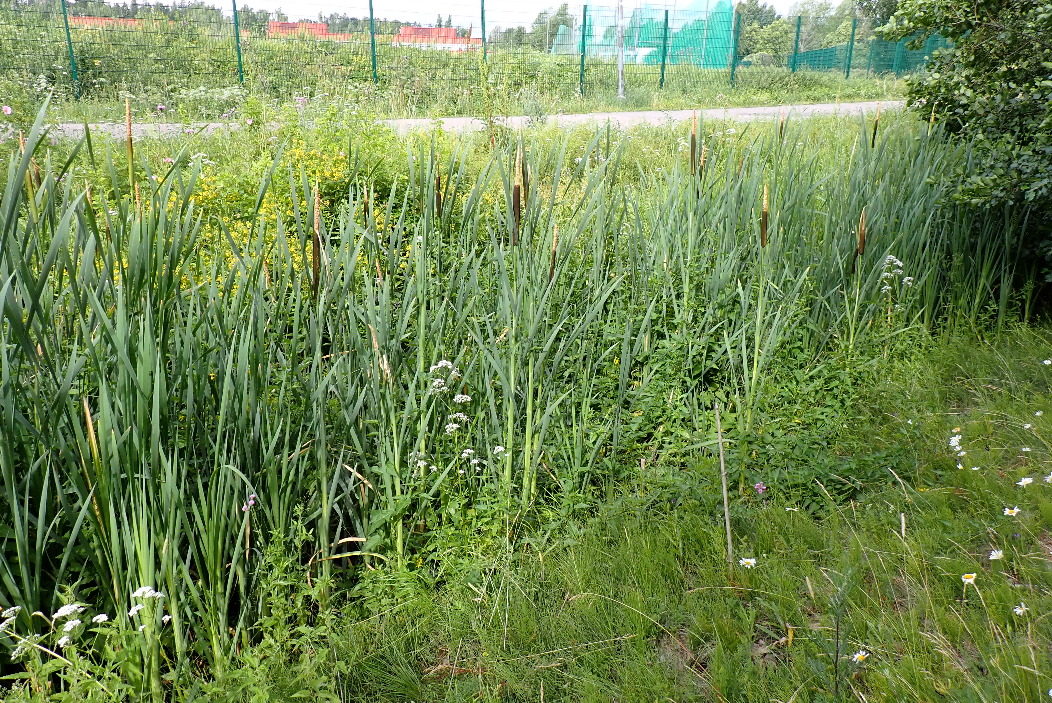 Kuva kohteesta v. 2024