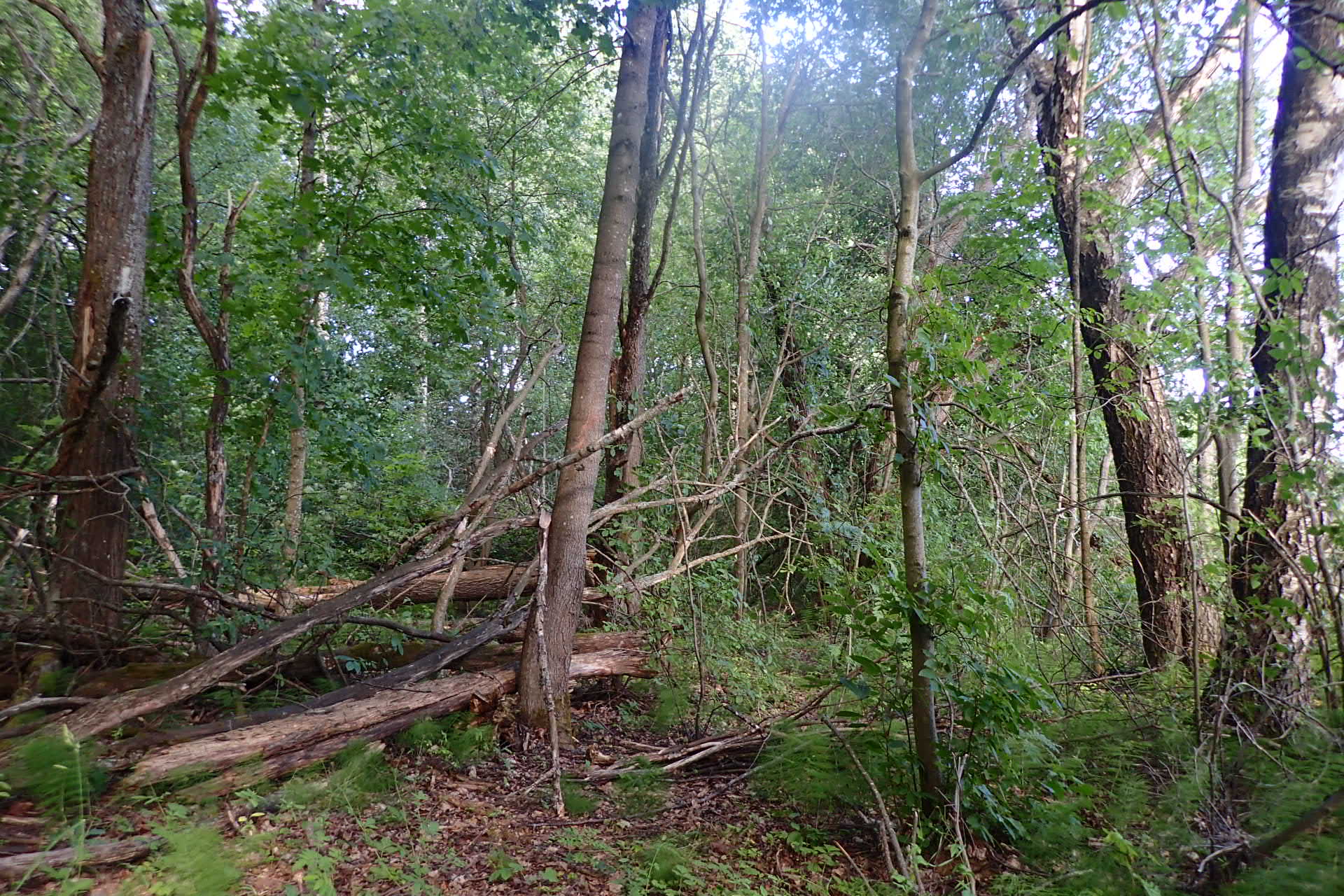 Kuva kohteesta v. 2024