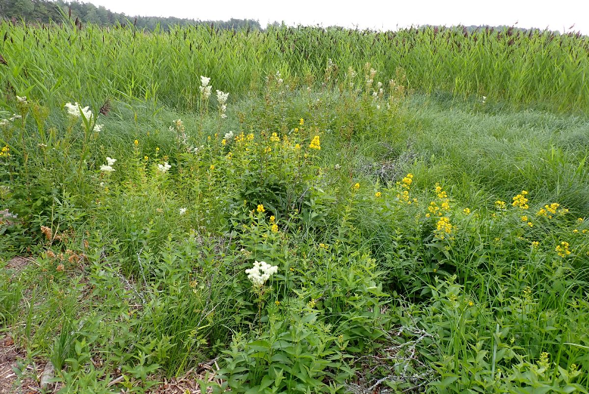 Kuva kohteesta v. 2024