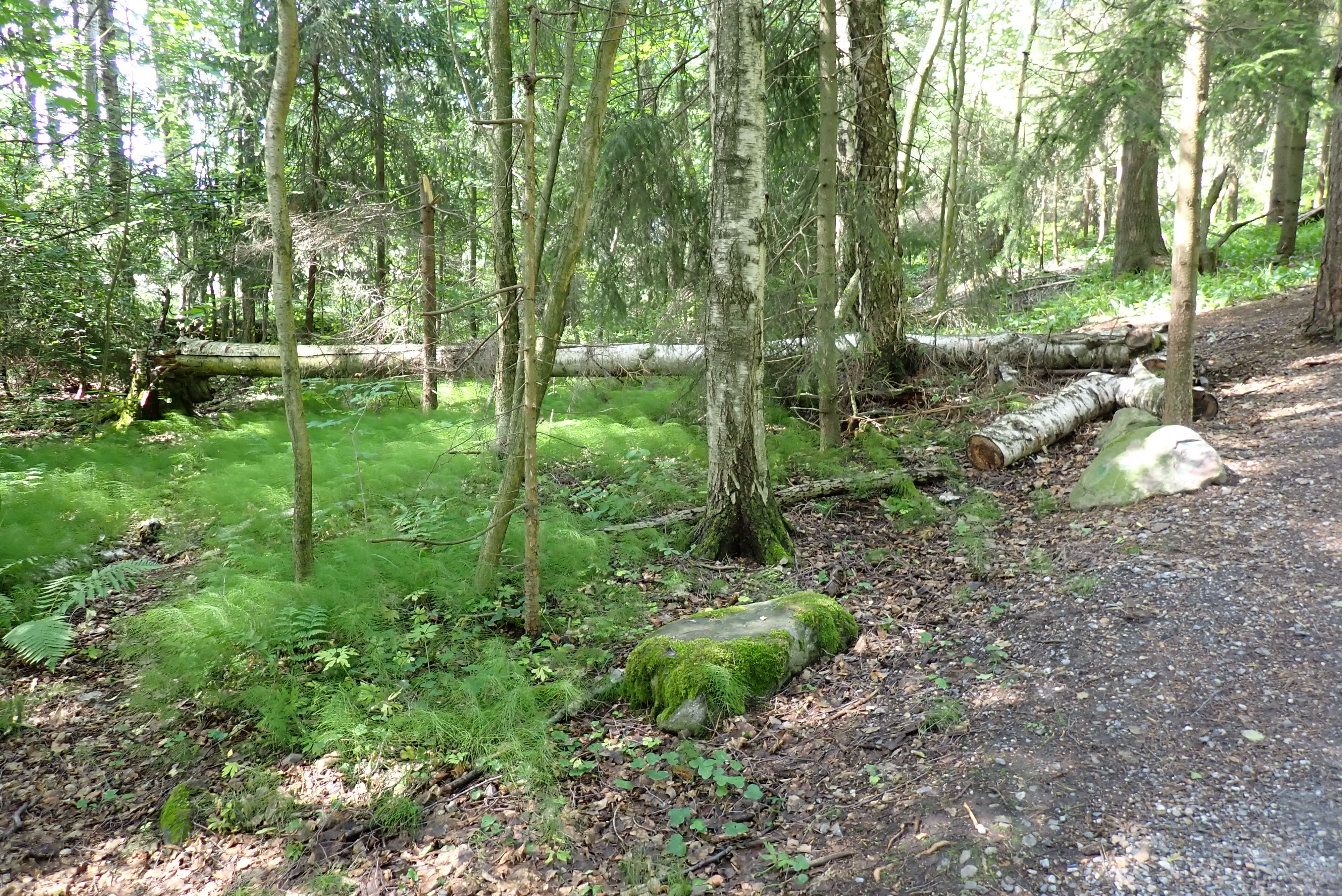 Kuva kohteesta v. 2024