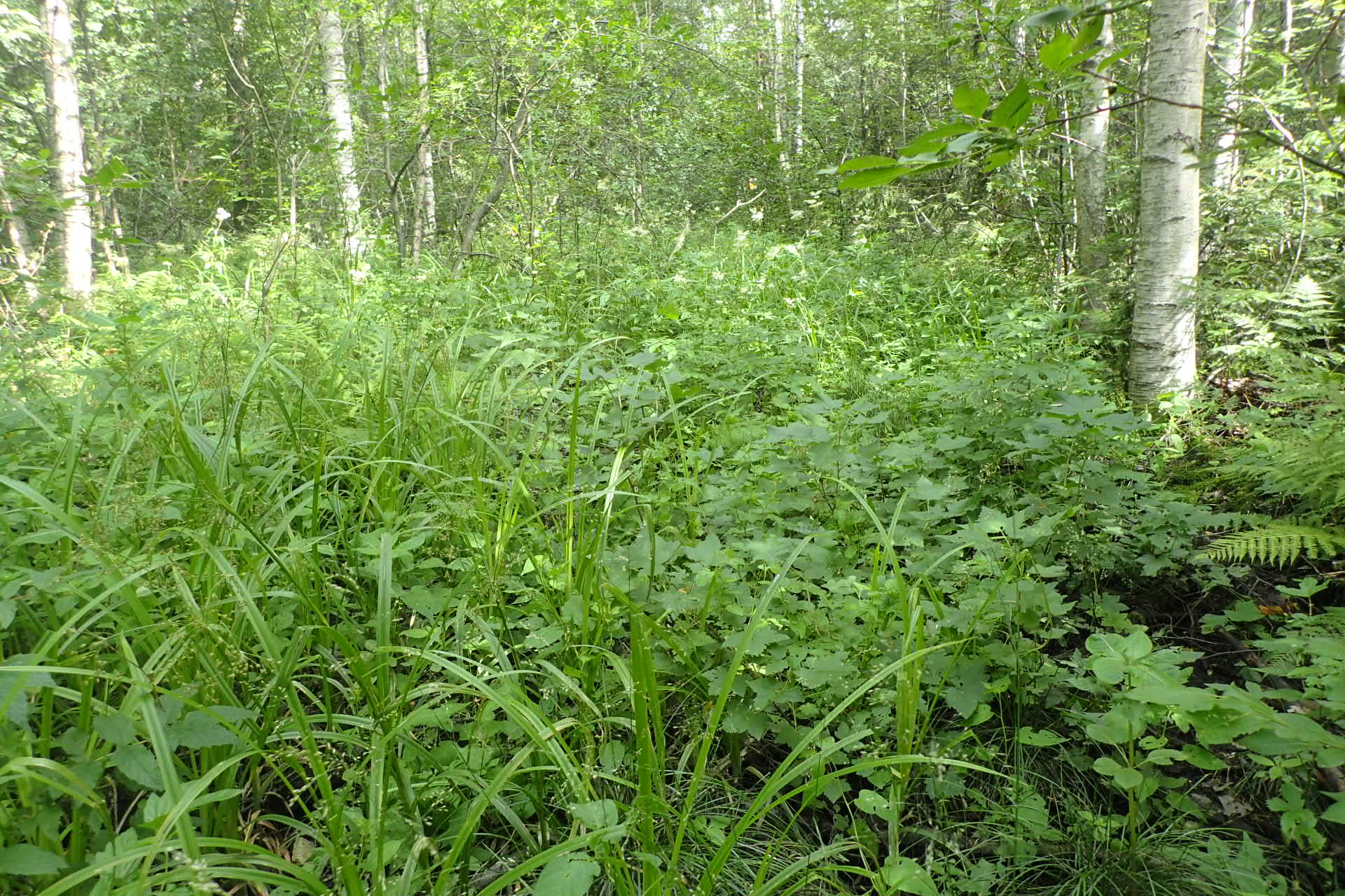 Kuva kohteesta v. 2024