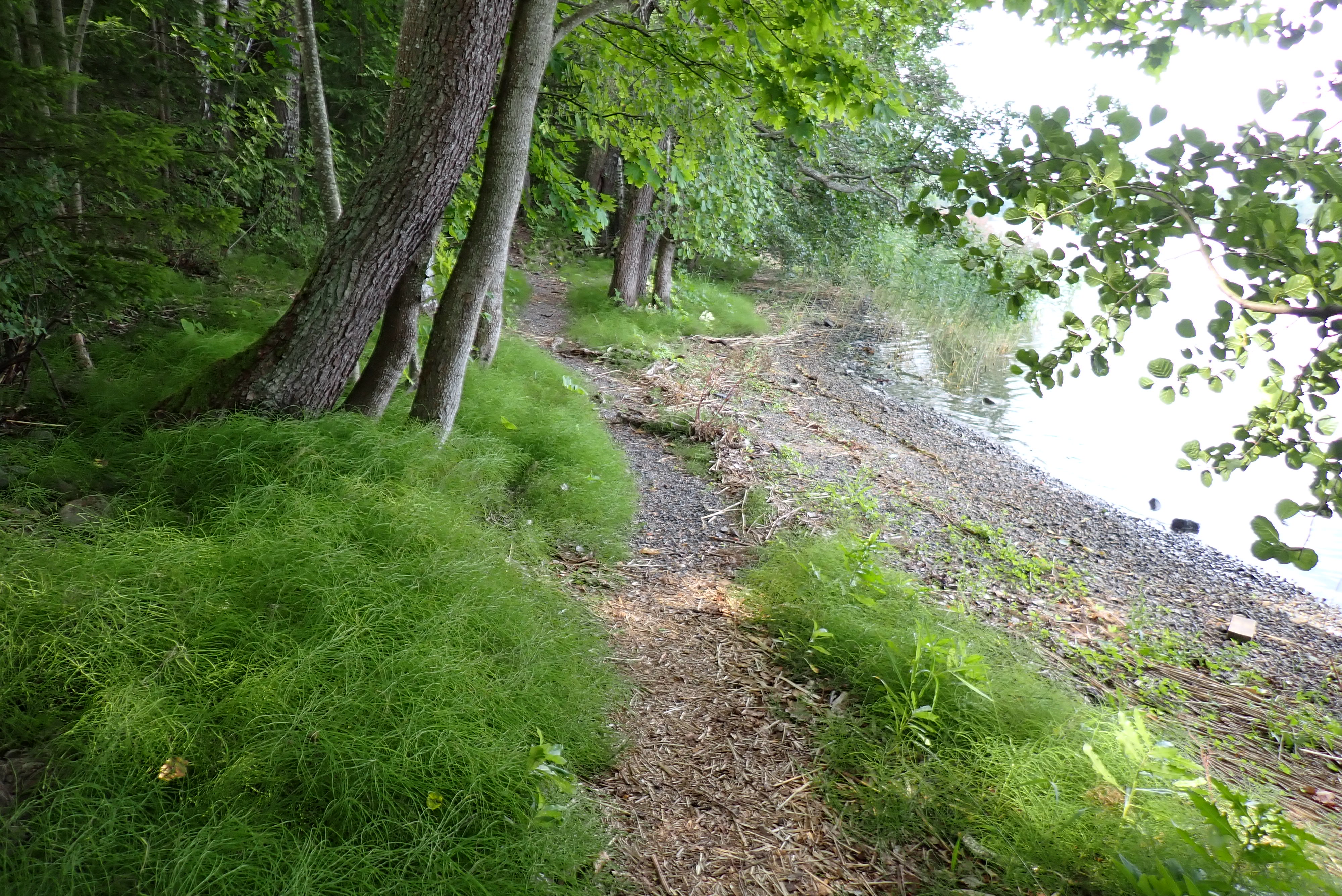 Kuva kohteesta v. 2024