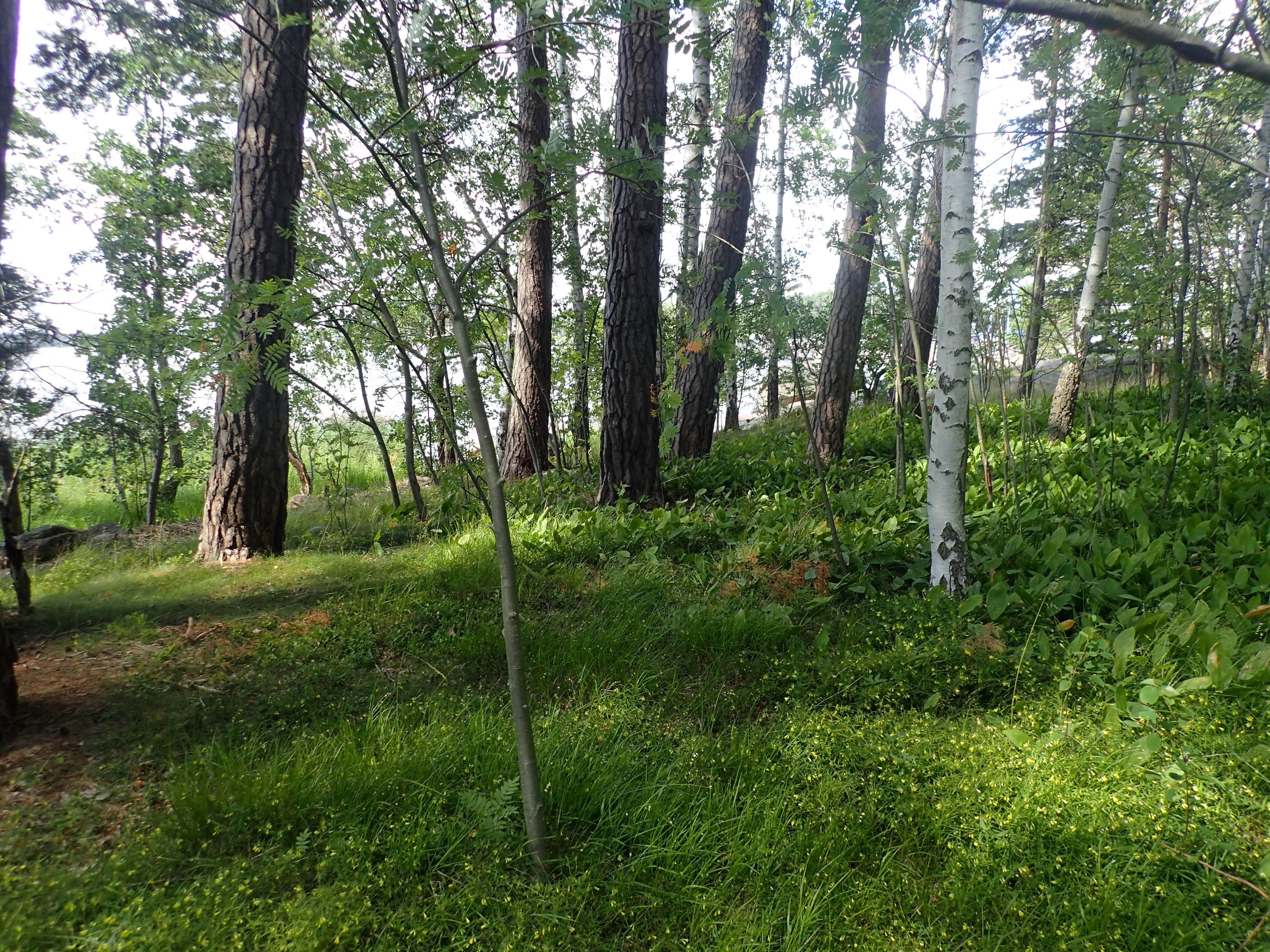 Kuva kohteesta v. 2024