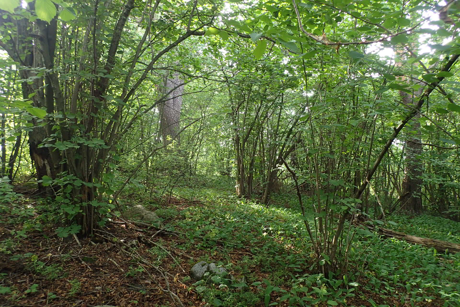 Kuva kohteesta v. 2024