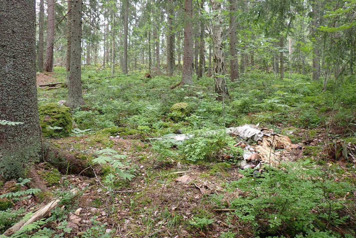 Kuva kohteesta v. 2024