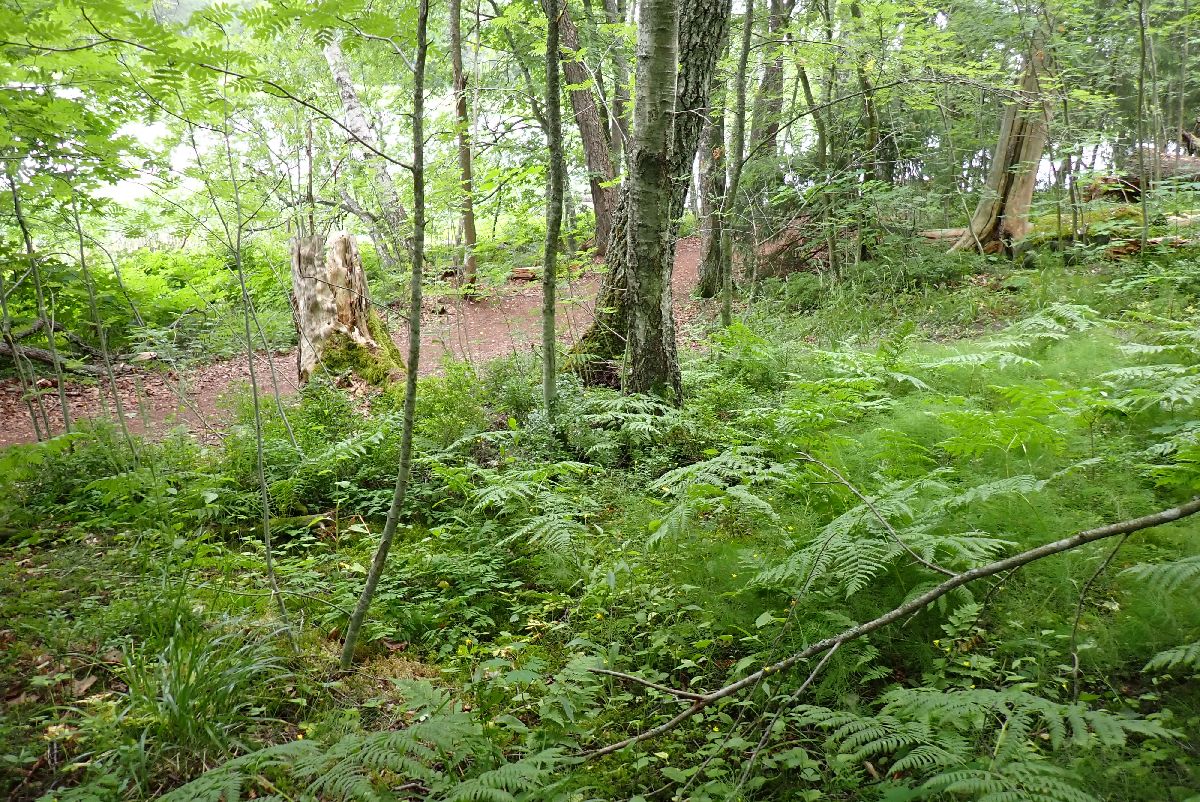 Kuva kohteesta v. 2024