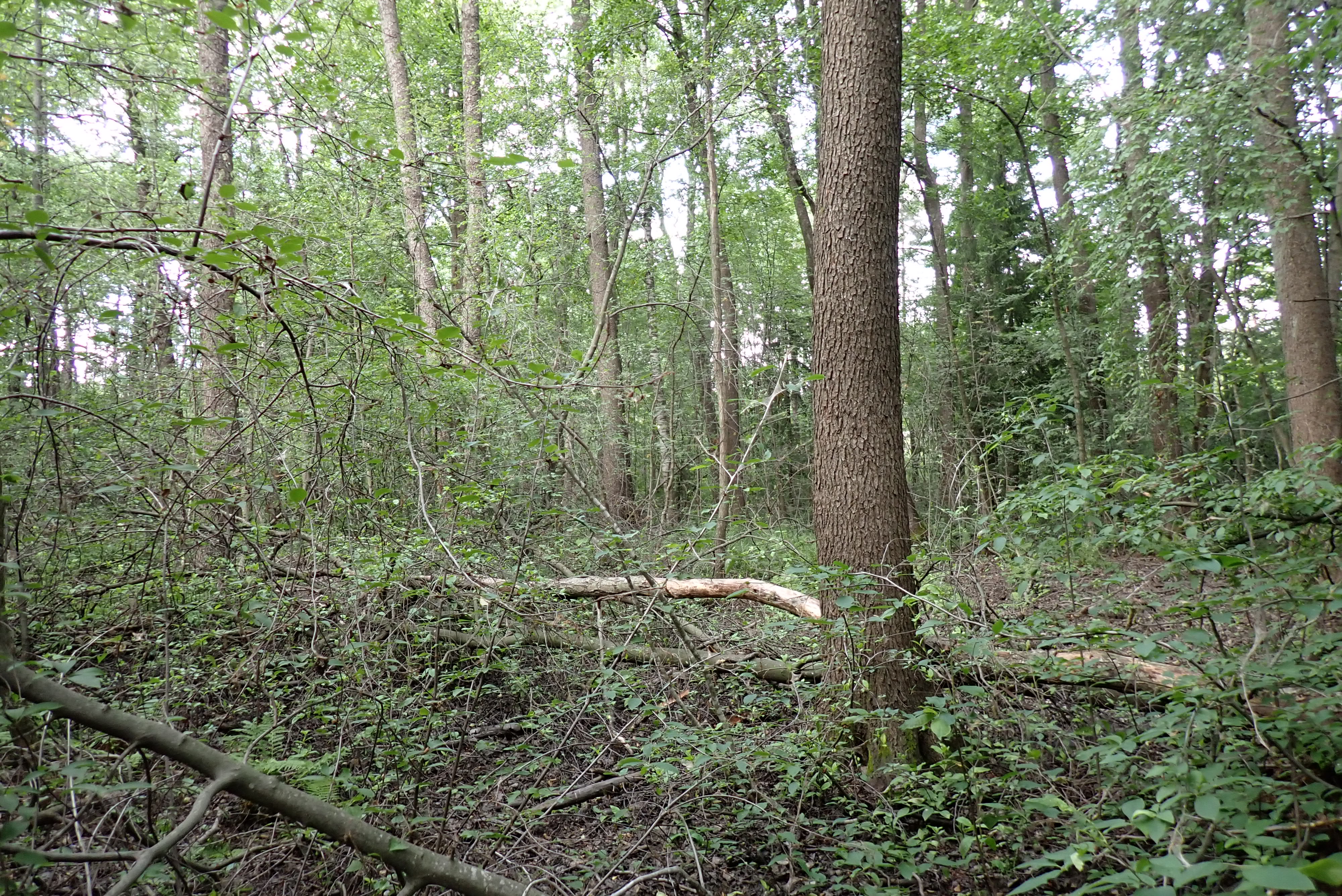 Kuva kohteesta v. 2024