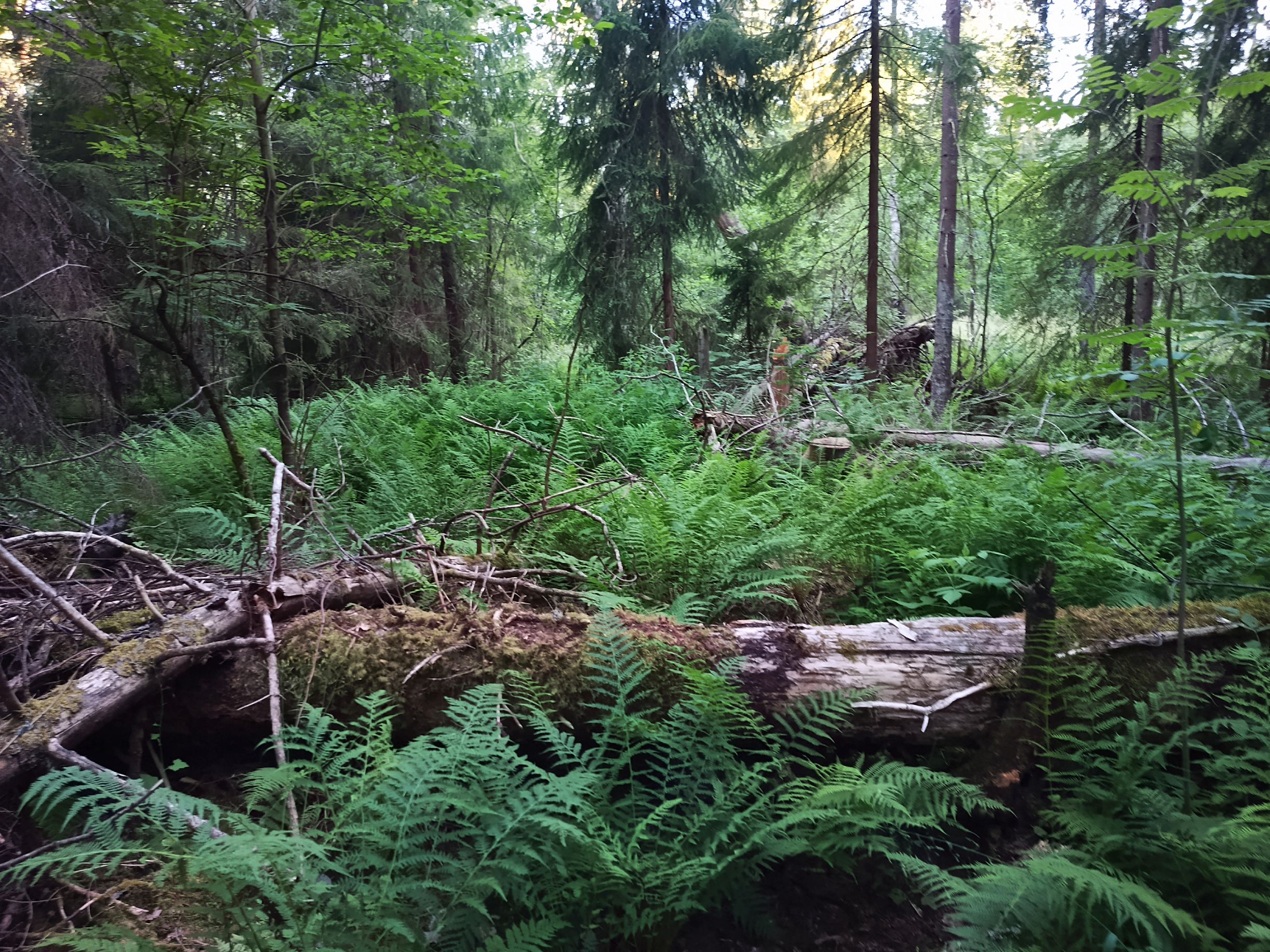 Kuva kohteesta v. 2024