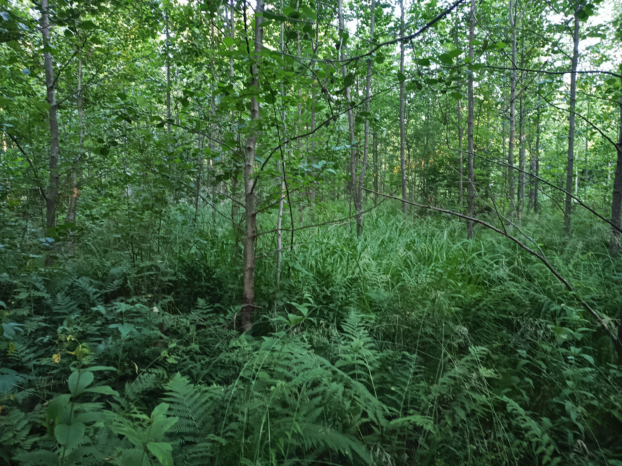 Kuva kohteesta v. 2024