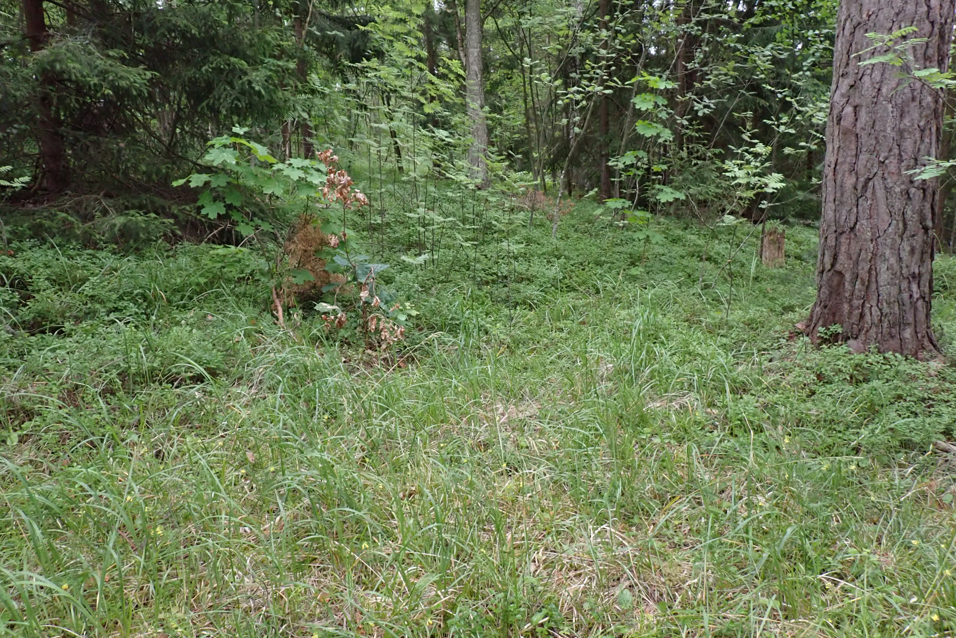 Kuva kohteesta v. 2024