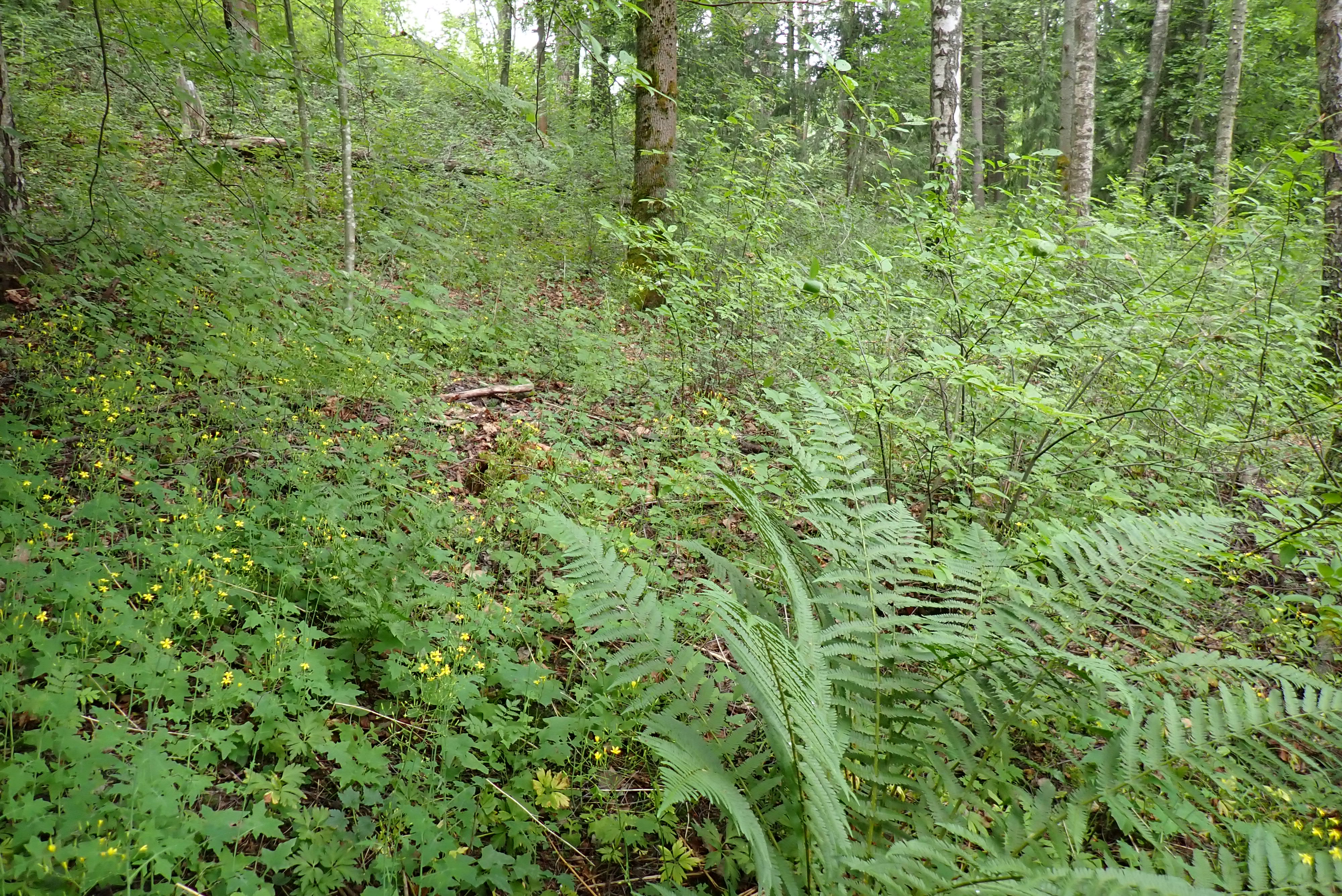 Kuva kohteesta v. 2024