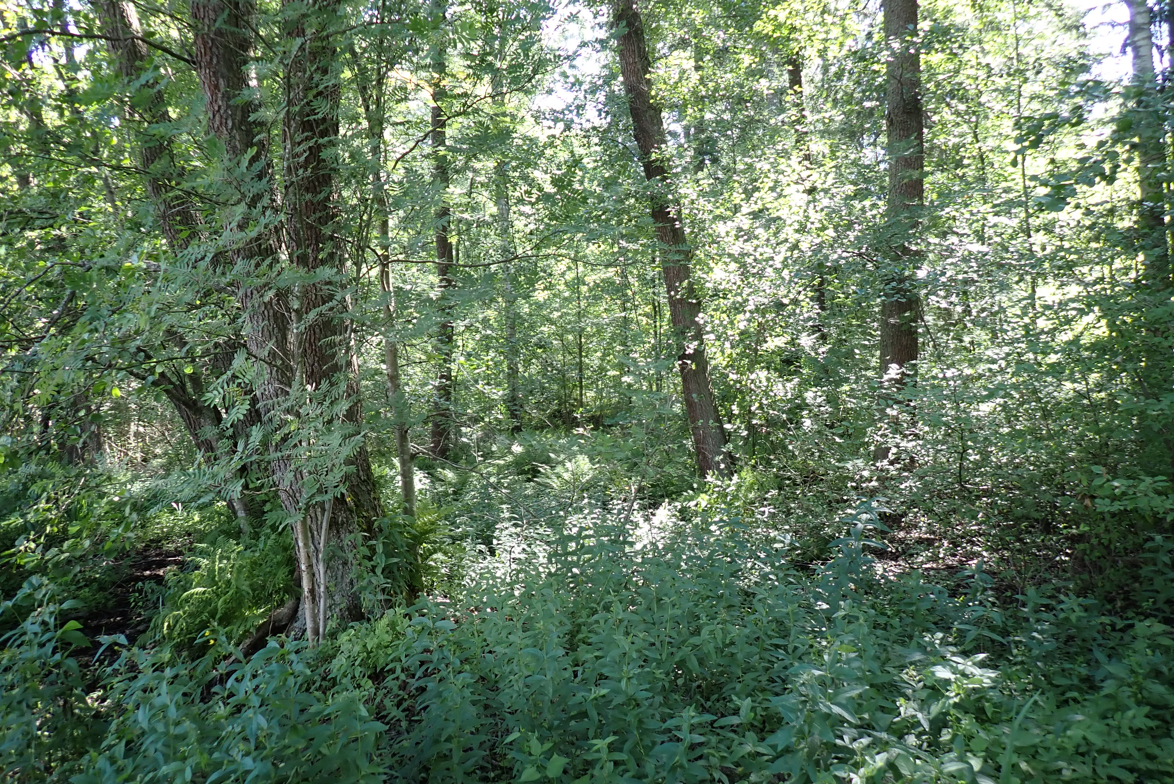 Kuva kohteesta v. 2024