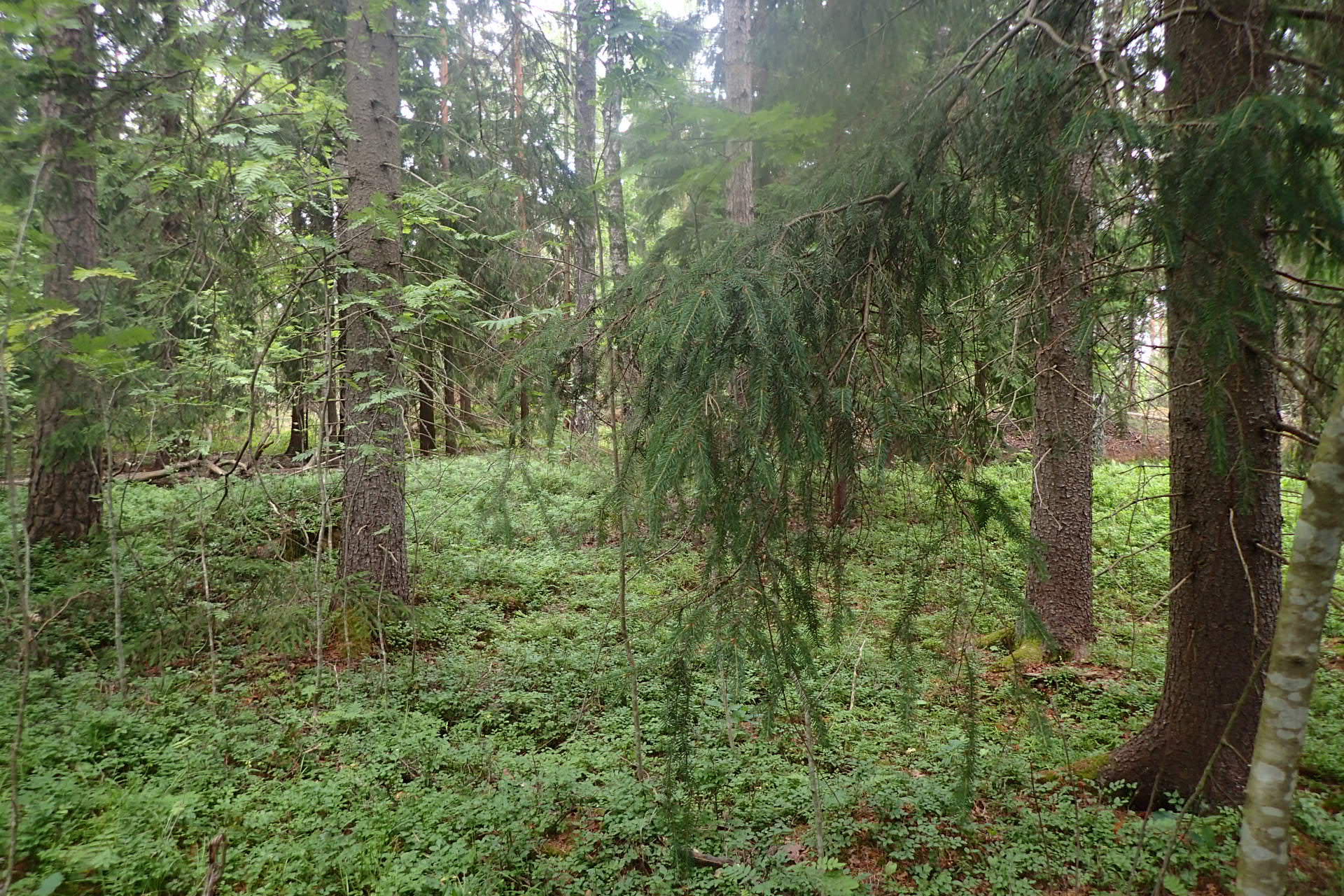 Kuva kohteesta v. 2024