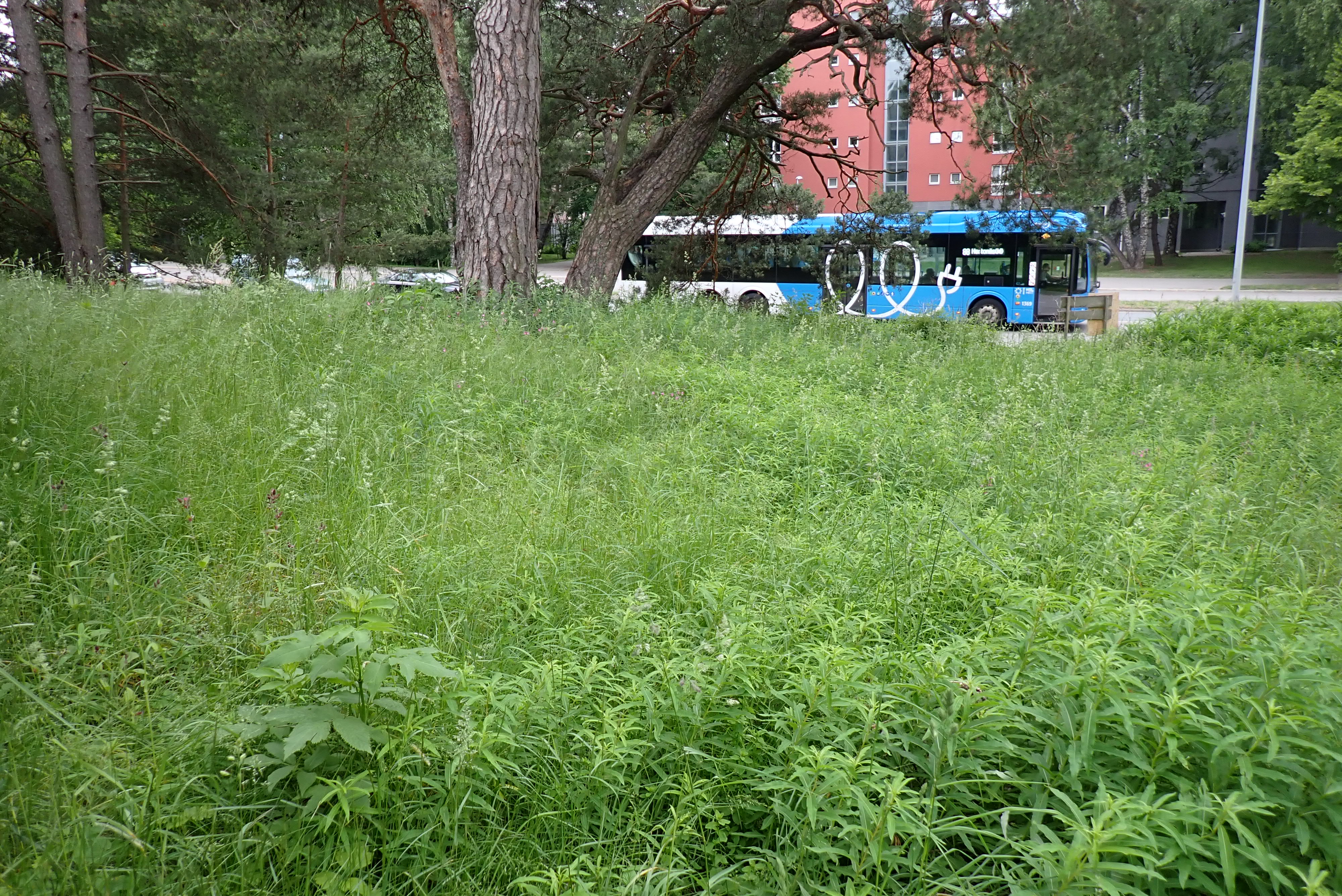 Kuva kohteesta v. 2024