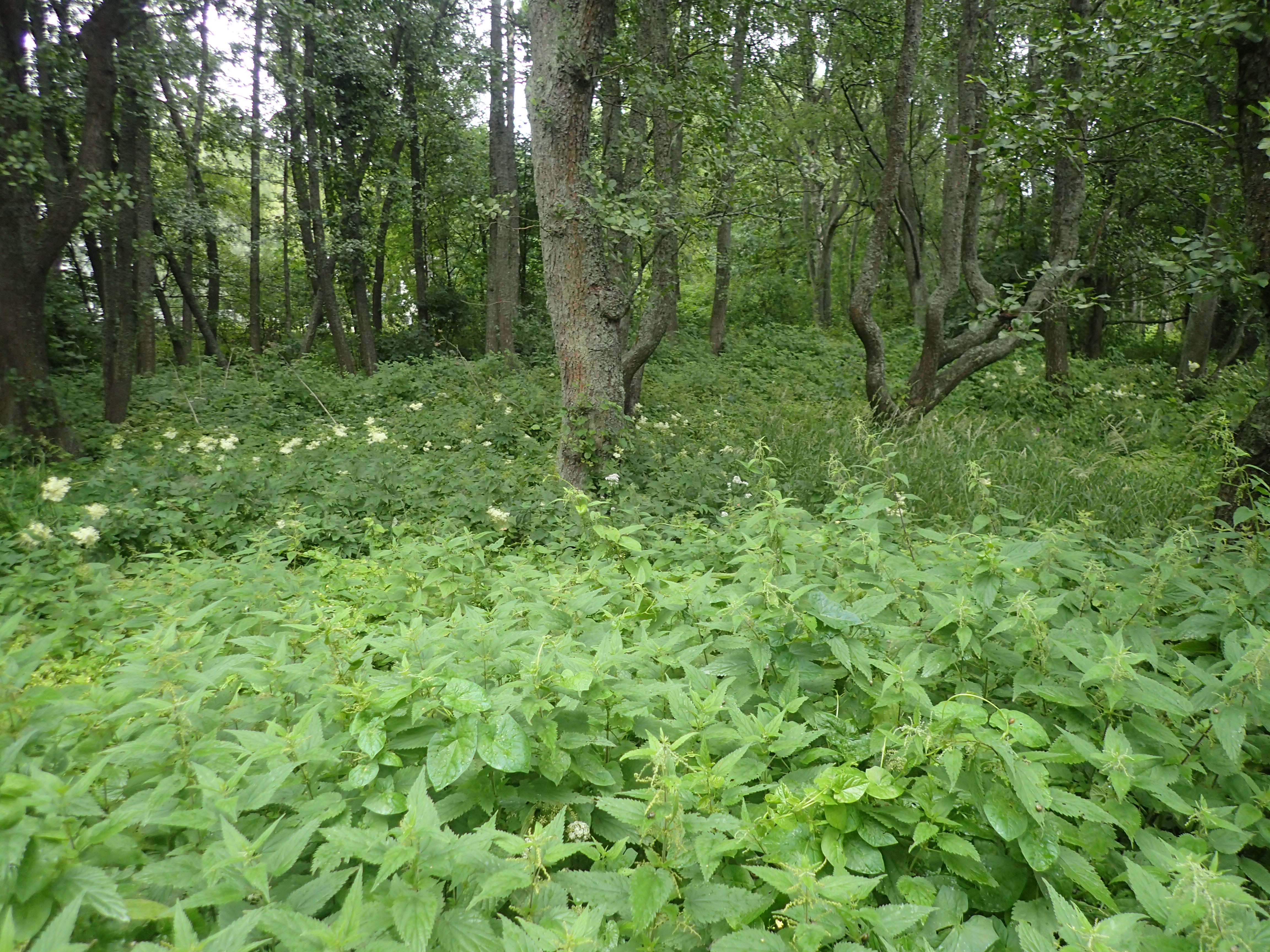 Kuva kohteesta v. 2024