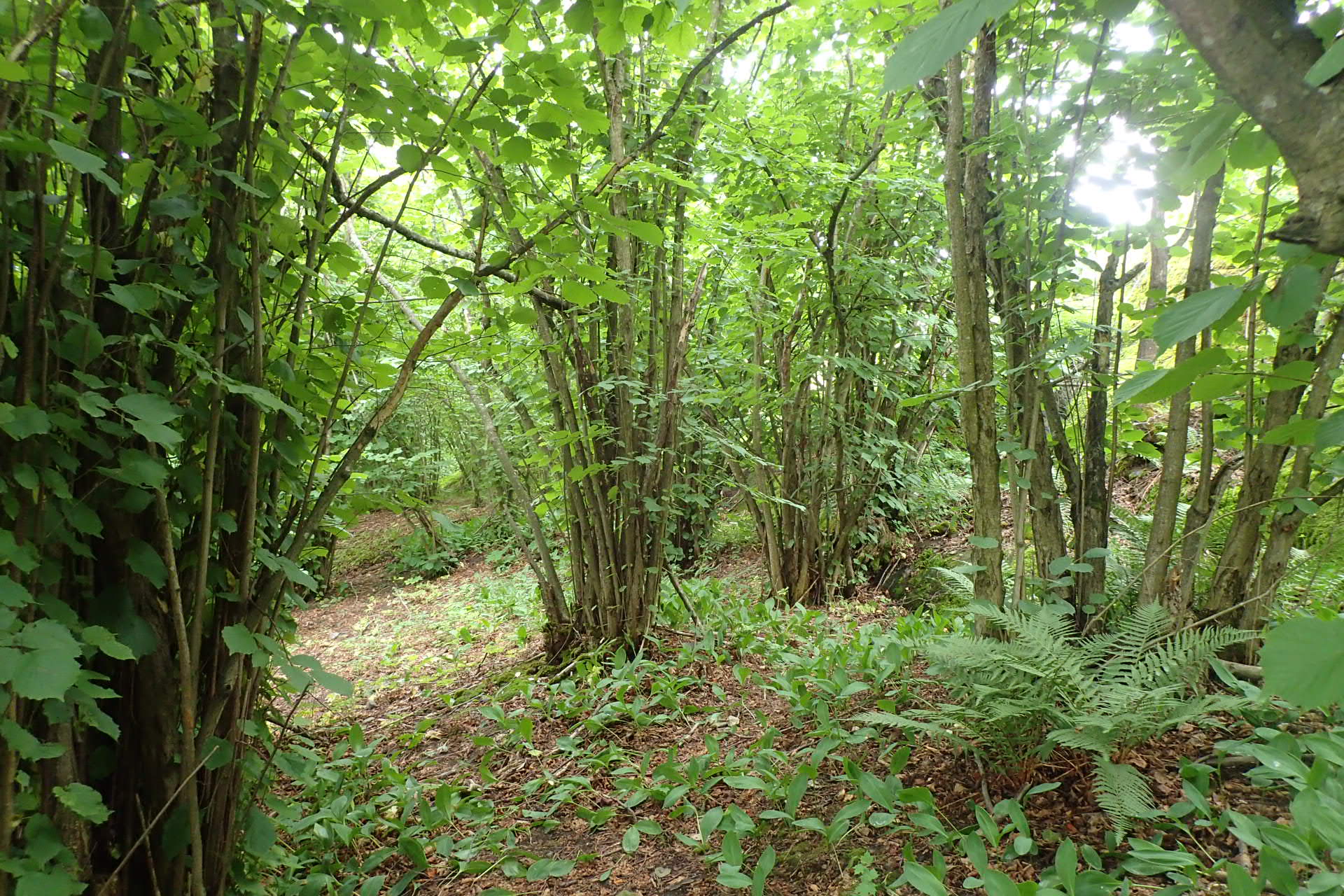 Kuva kohteesta v. 2024