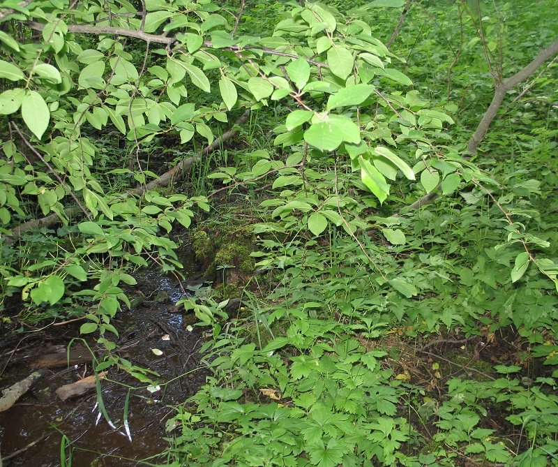 Rehevää_kasvillisuutta