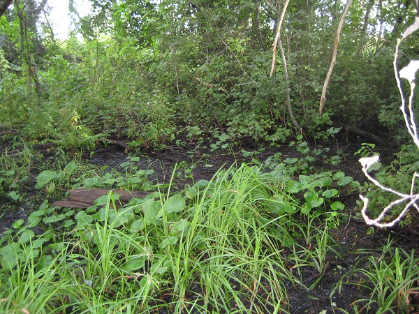 Rehevää_kasvillisuutta