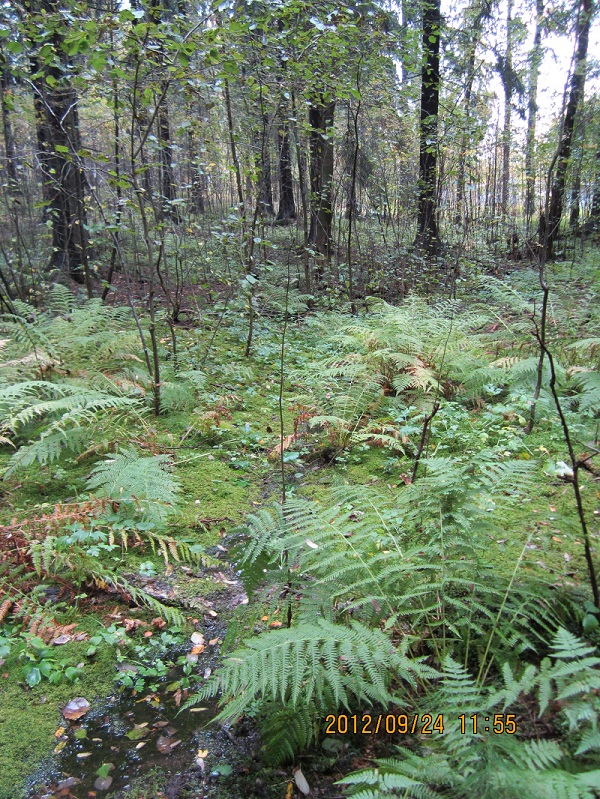 Vesinoro_sammalikossa